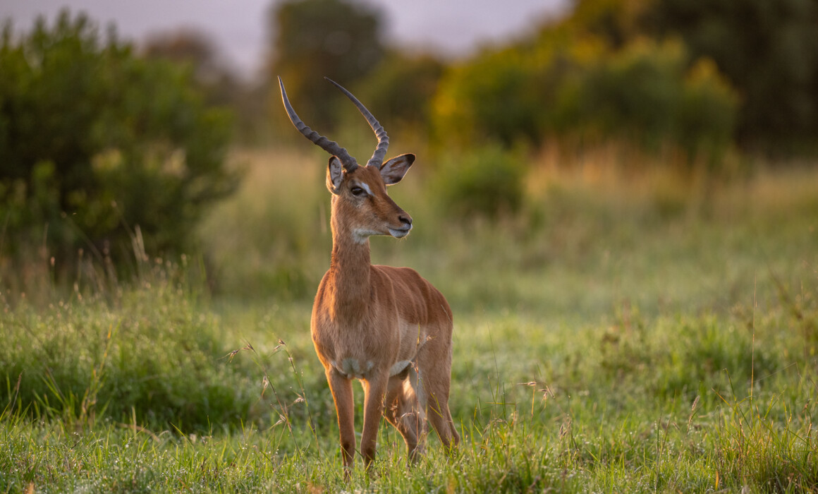 Impala, Kenya
