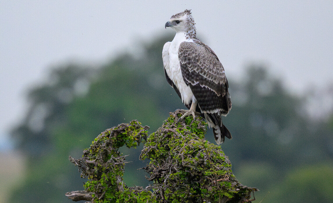 Martial Eagle, Kenya