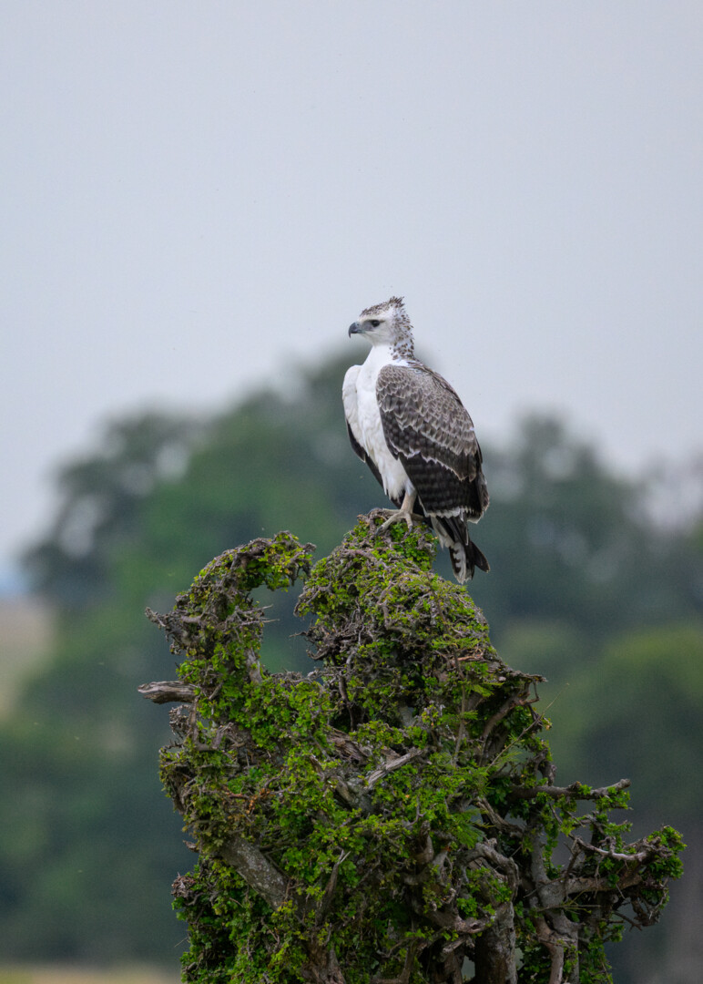 Martial Eagle, Kenya