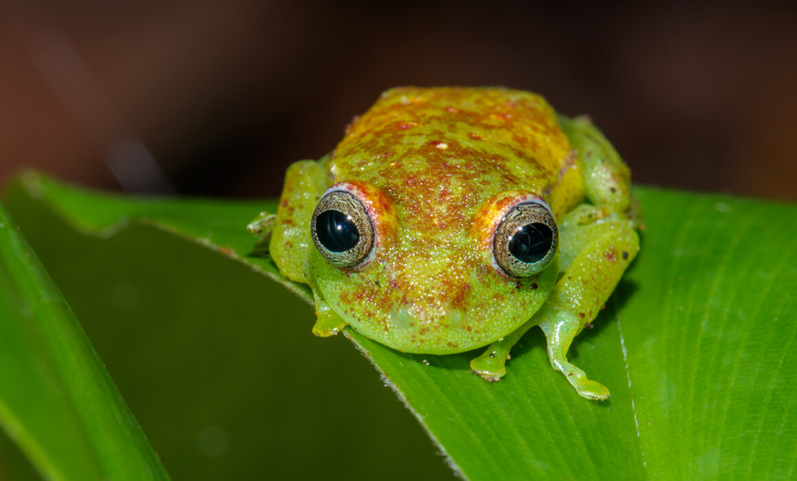 Polka-Dot Tree Frog, Bolivia