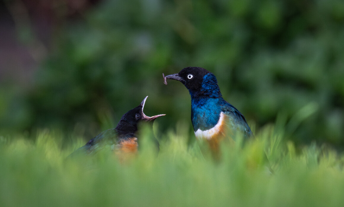 Superb Starlings, Kenya