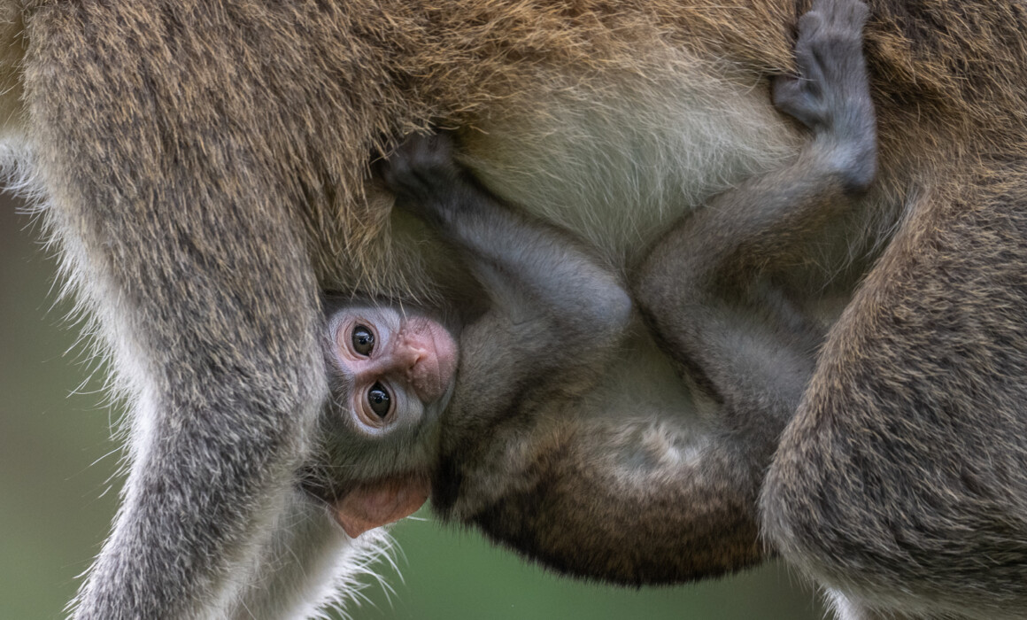 Vervet Monkey Baby, Kenya