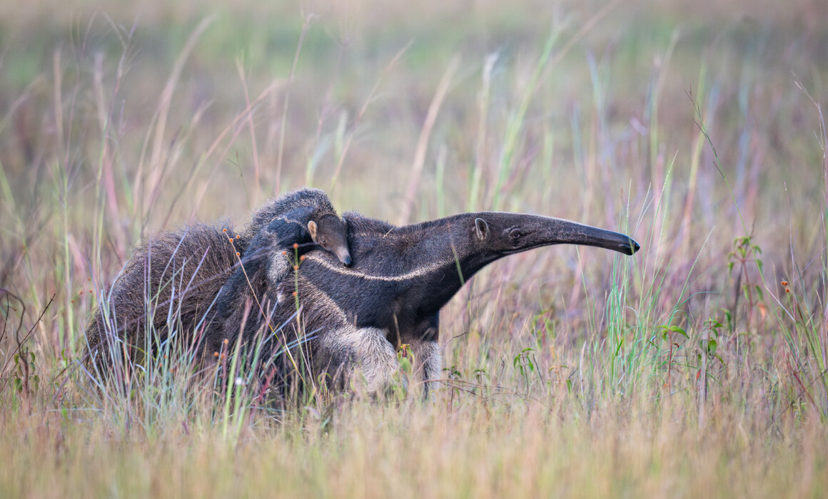 Giant Anteater with Pup, Guyana