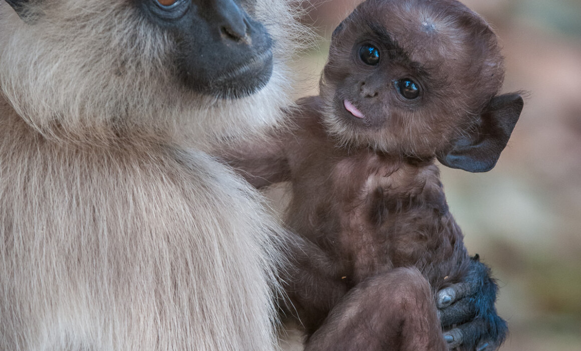 Hanuman Langurs, India