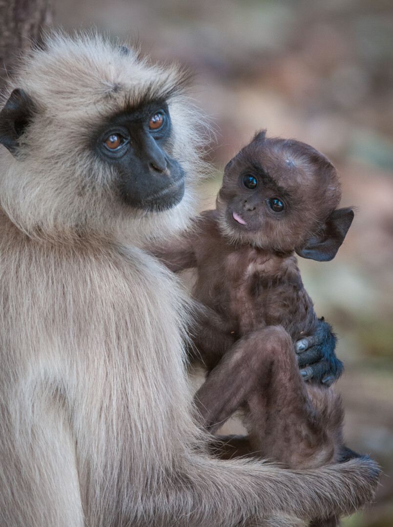 Hanuman Langurs, India