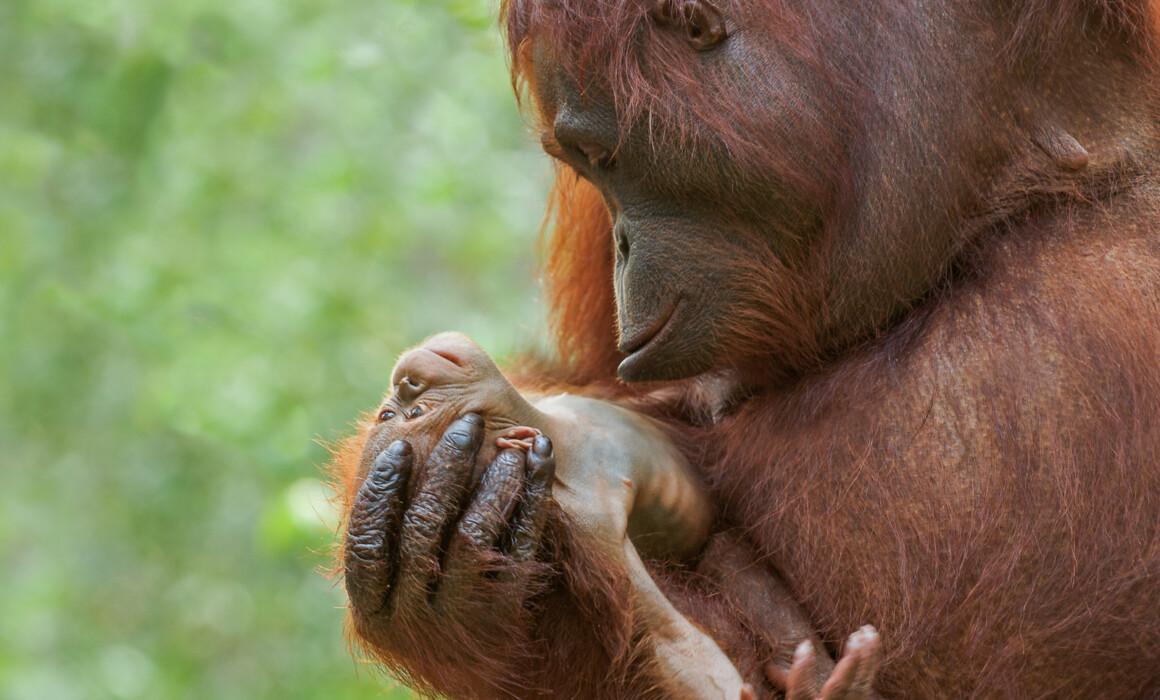 Orangutan with Infant, Borneo