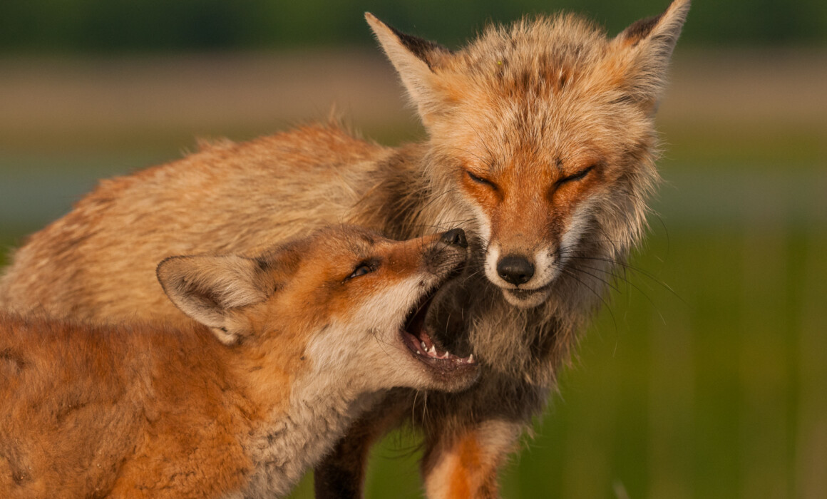 Red Fox Mother with Pup, Delaware