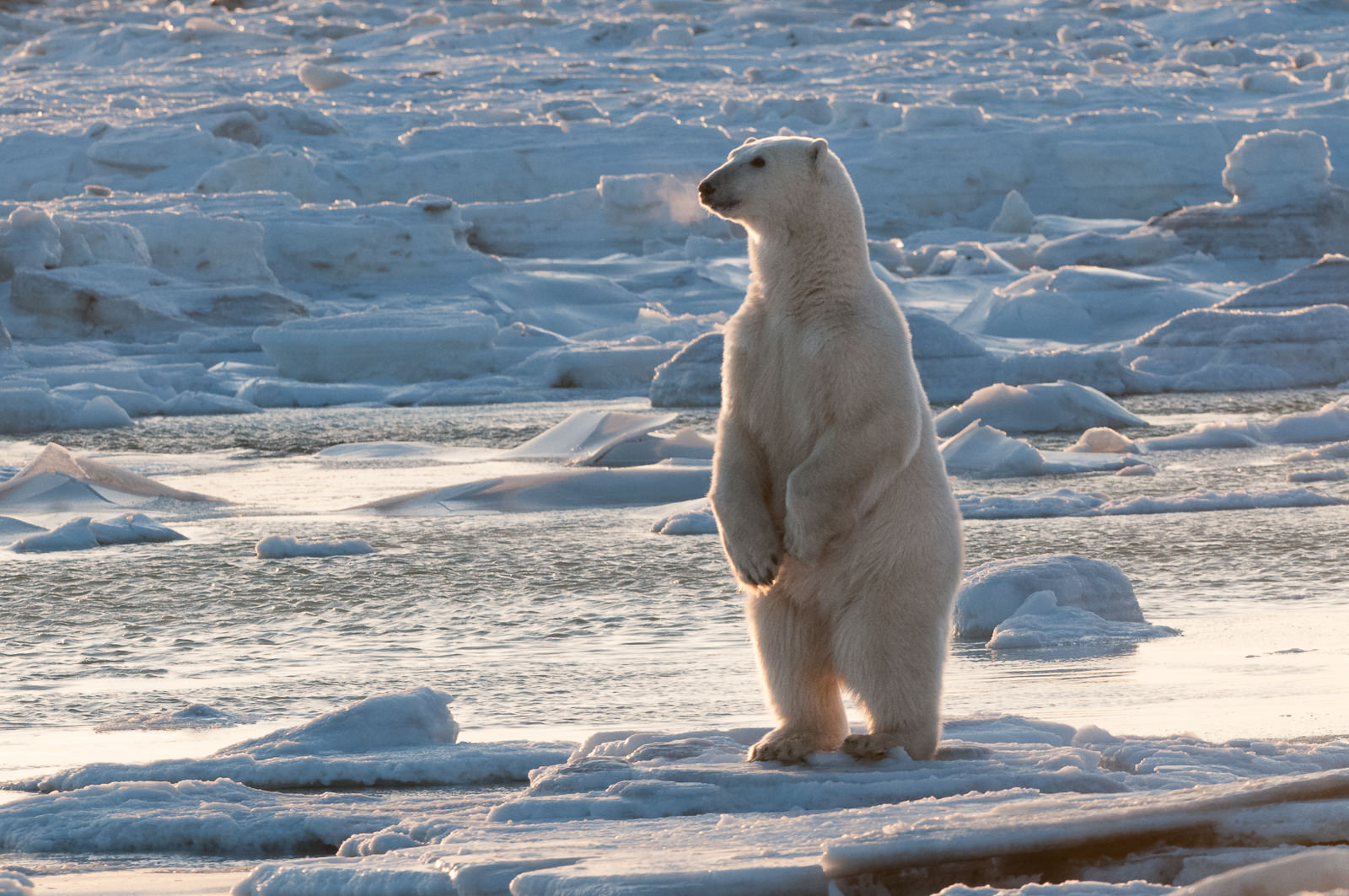 Polar Bear, Canada