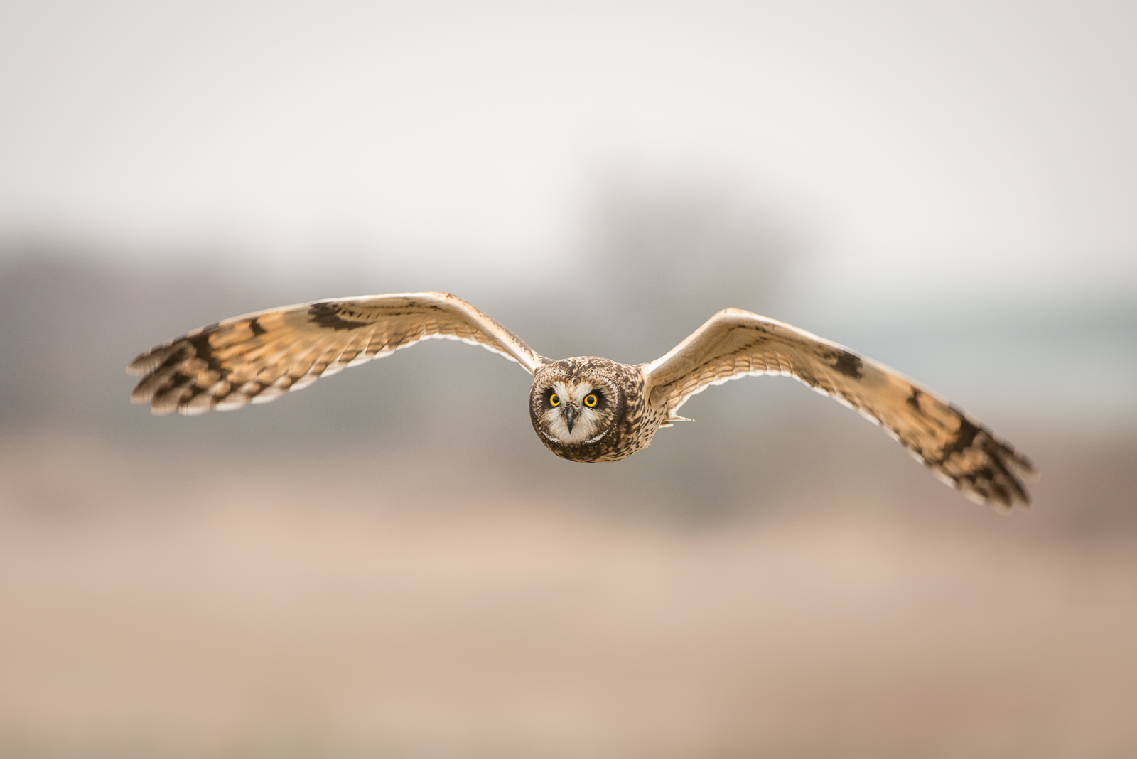 Short-Eared Owl, Canada