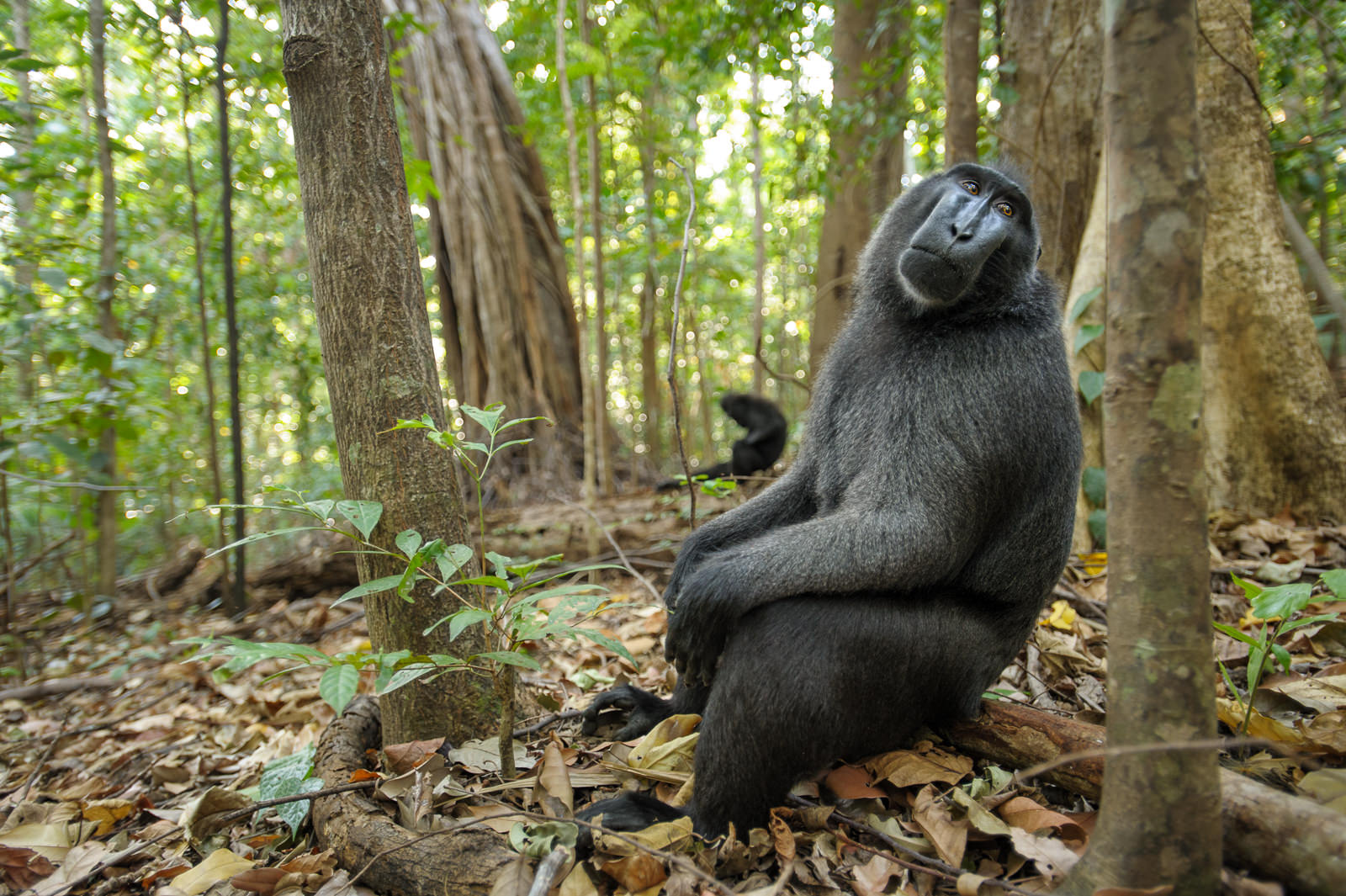 Celebes Crested Macaque, Indonesia