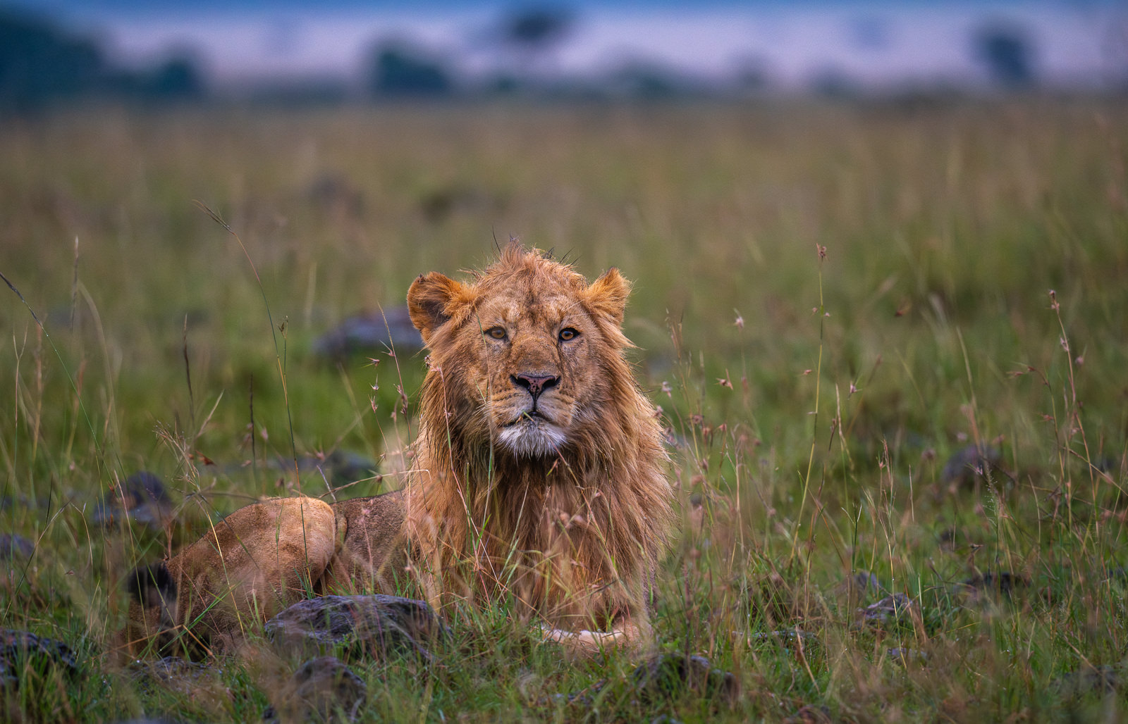 Lion, Kenya