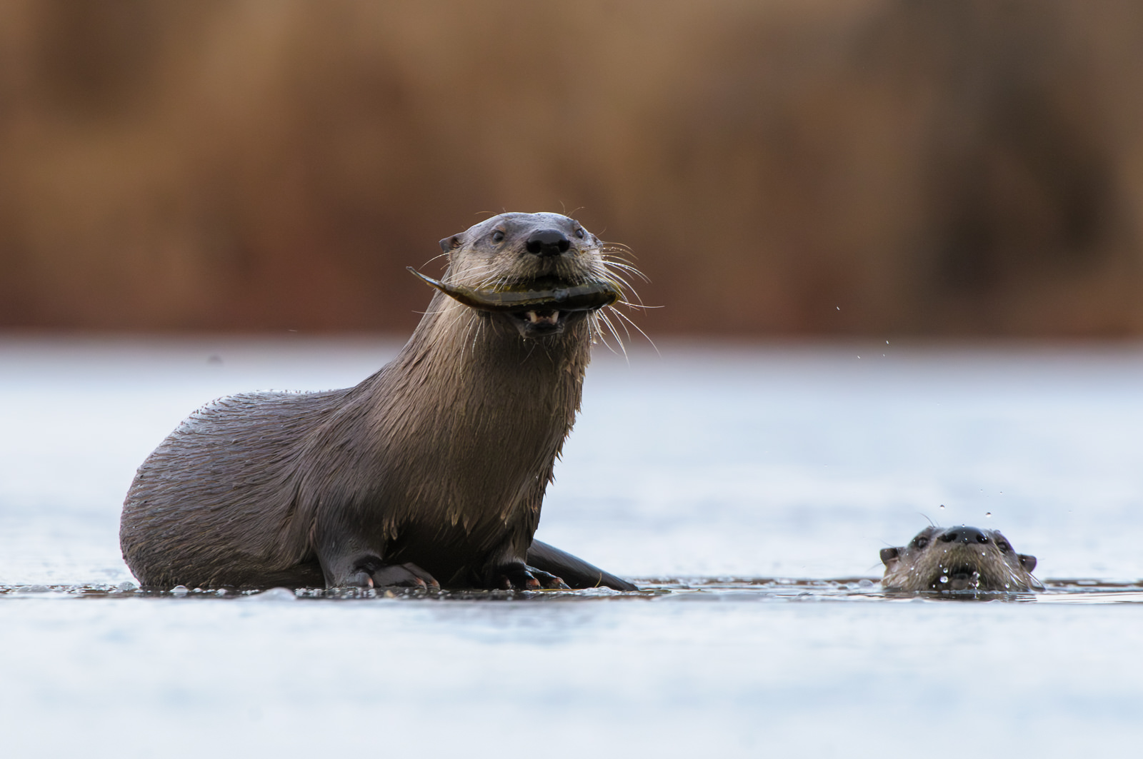 River Otters on Ice, Indiana