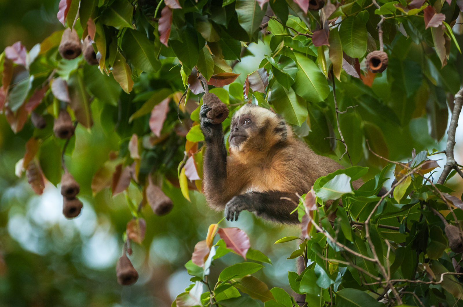 Brown Capuchin Monkey, Bolivia