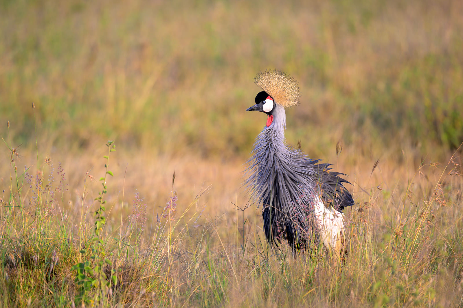 Grey Crowned Crane, Kenya