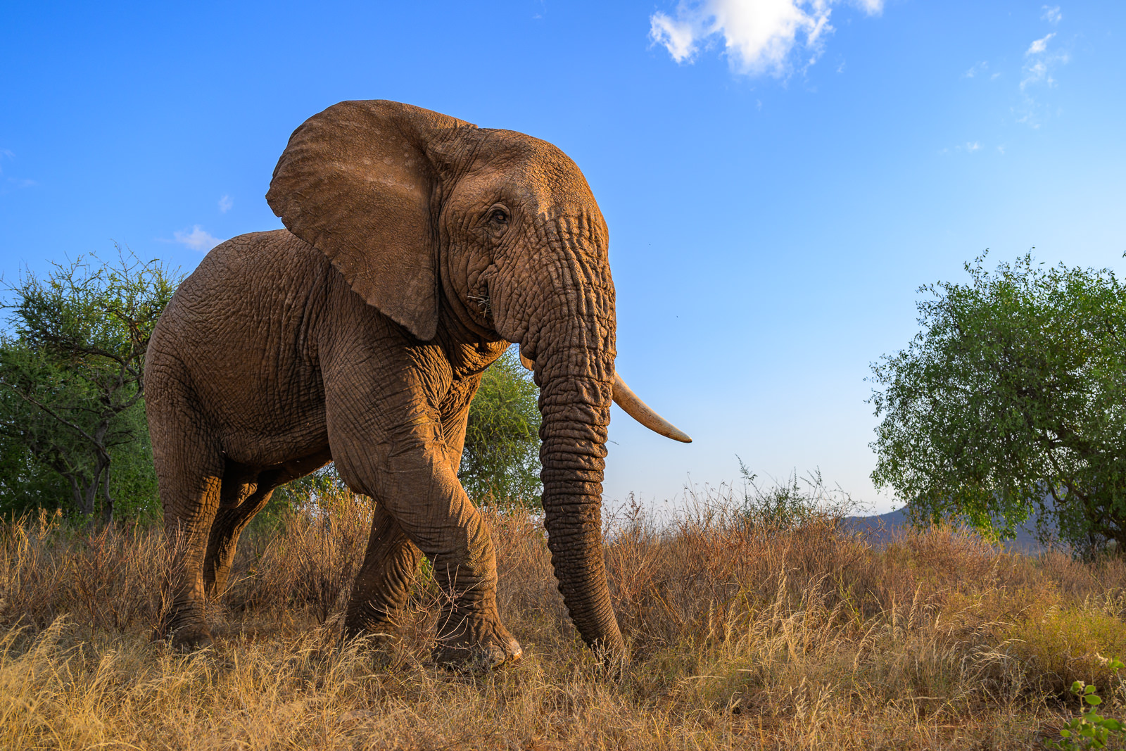 African Elephant, Kenya