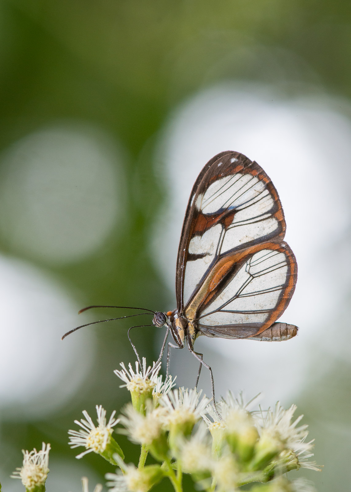 Clearwing Butterfly, Panama