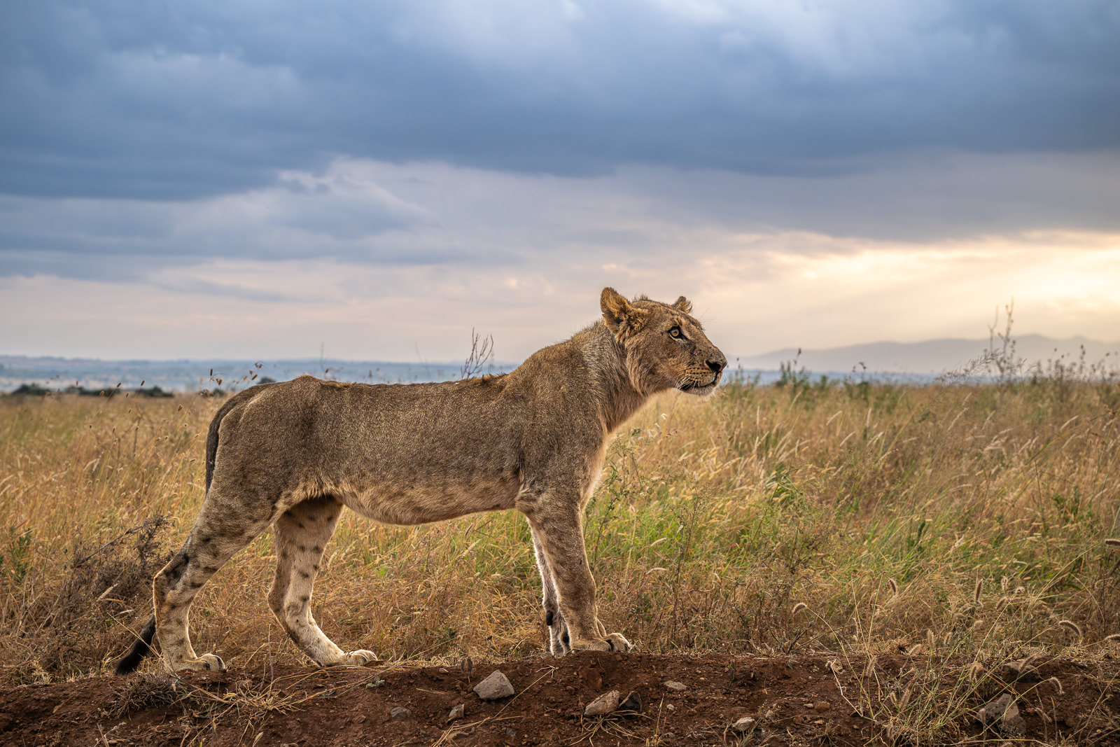 Lion, Nairobi National Park, Kenya