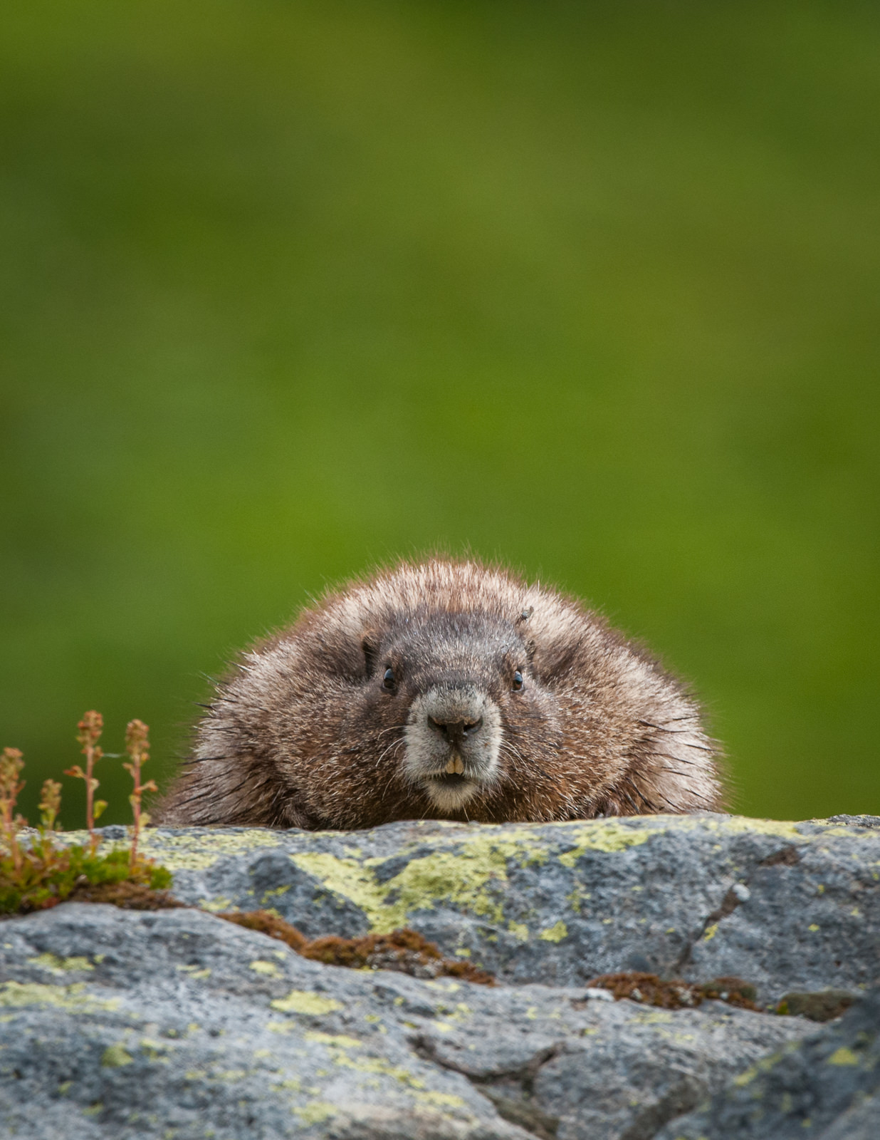 Hoary Marmot, Washington
