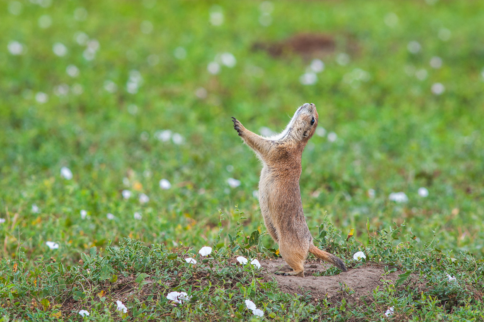 Prairie Dog, South Dakota