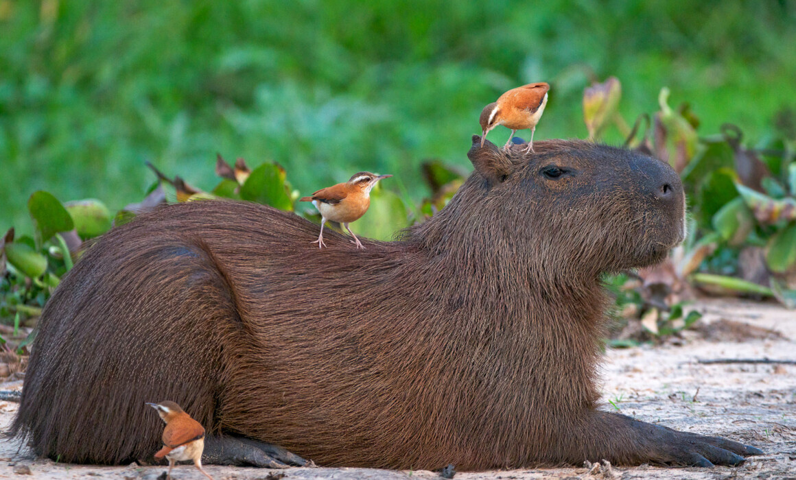 Capybara, Brazil
