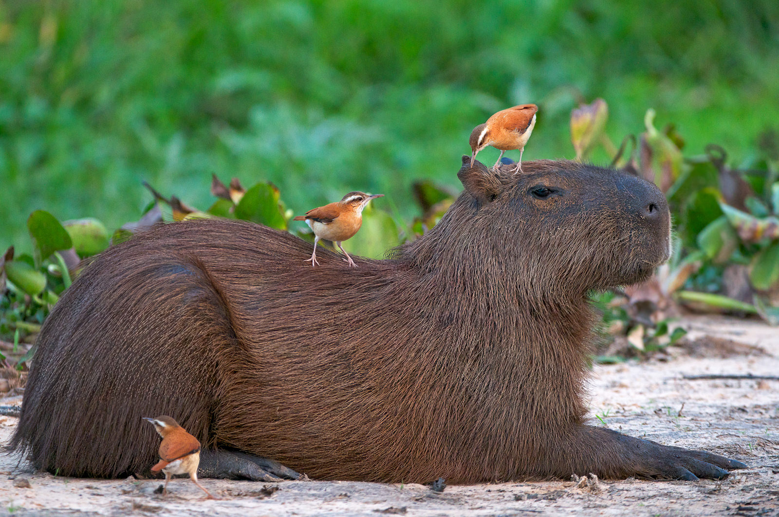 Capybara, Brazil