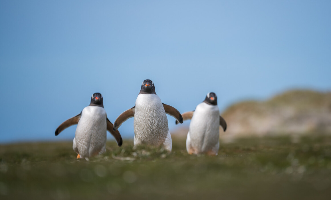 Gentoo Penguins, Falkland Islands