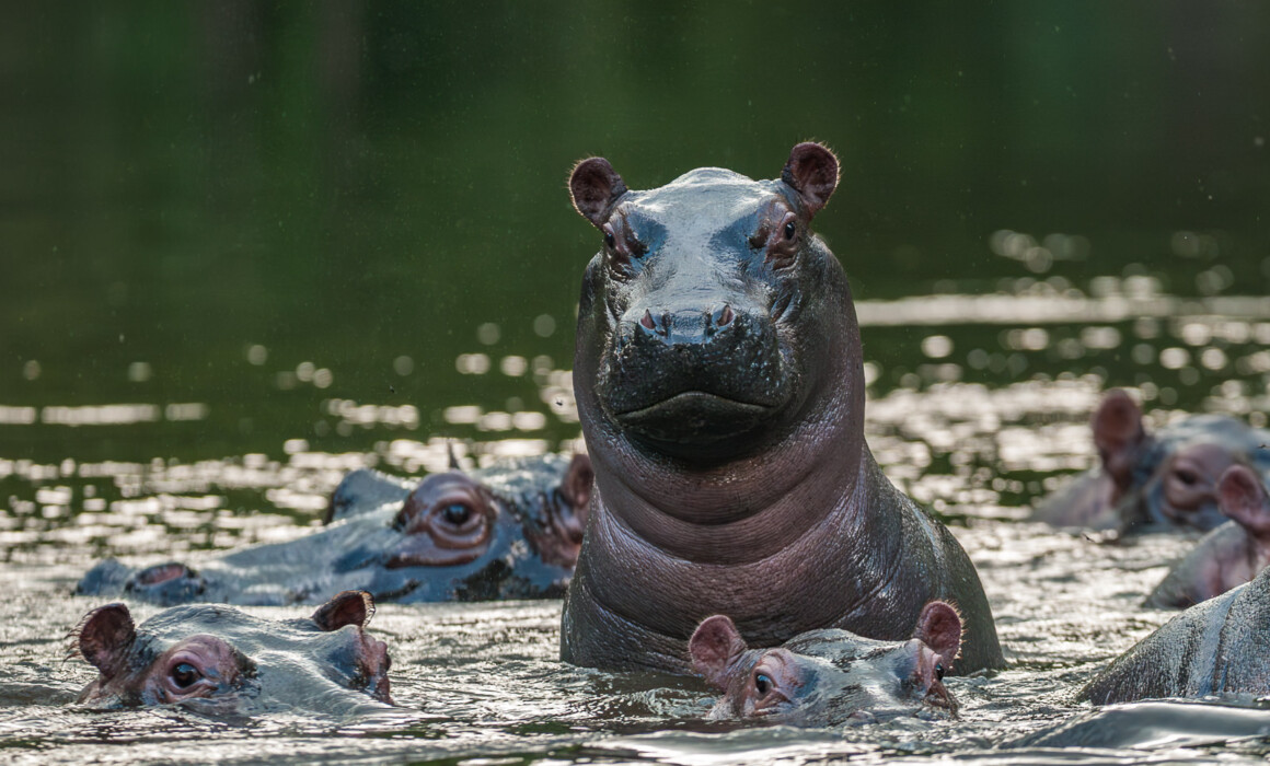 Hippos, Uganda