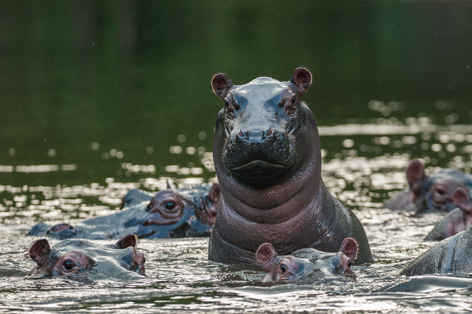 Hippos, Uganda