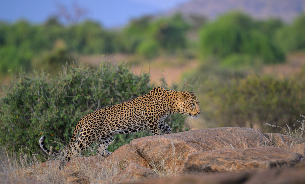 Leopard, Kenya