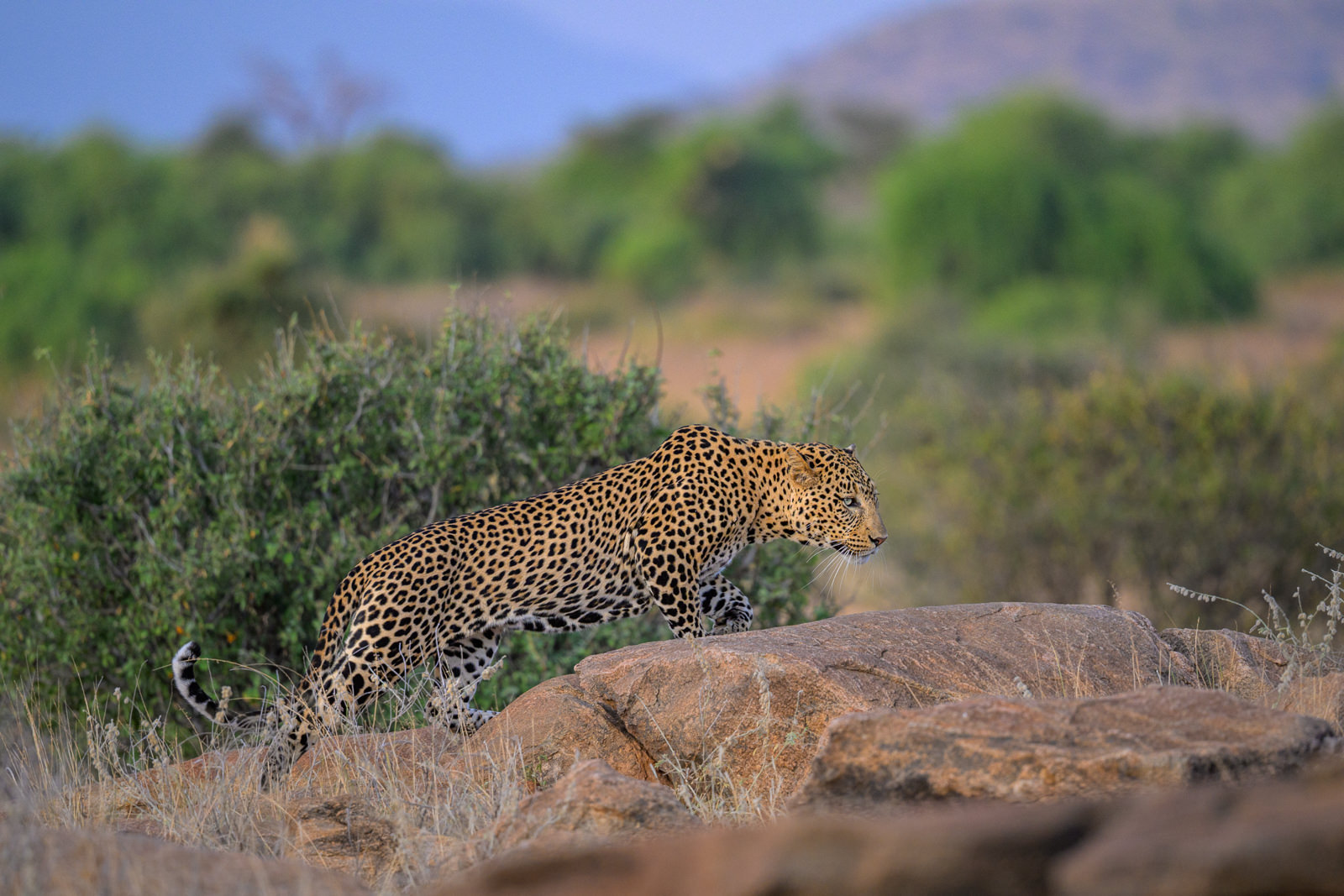 Leopard, Kenya