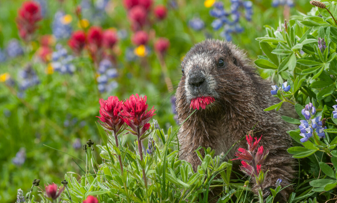 Hoary Marmot, Mount Rainier, Washington