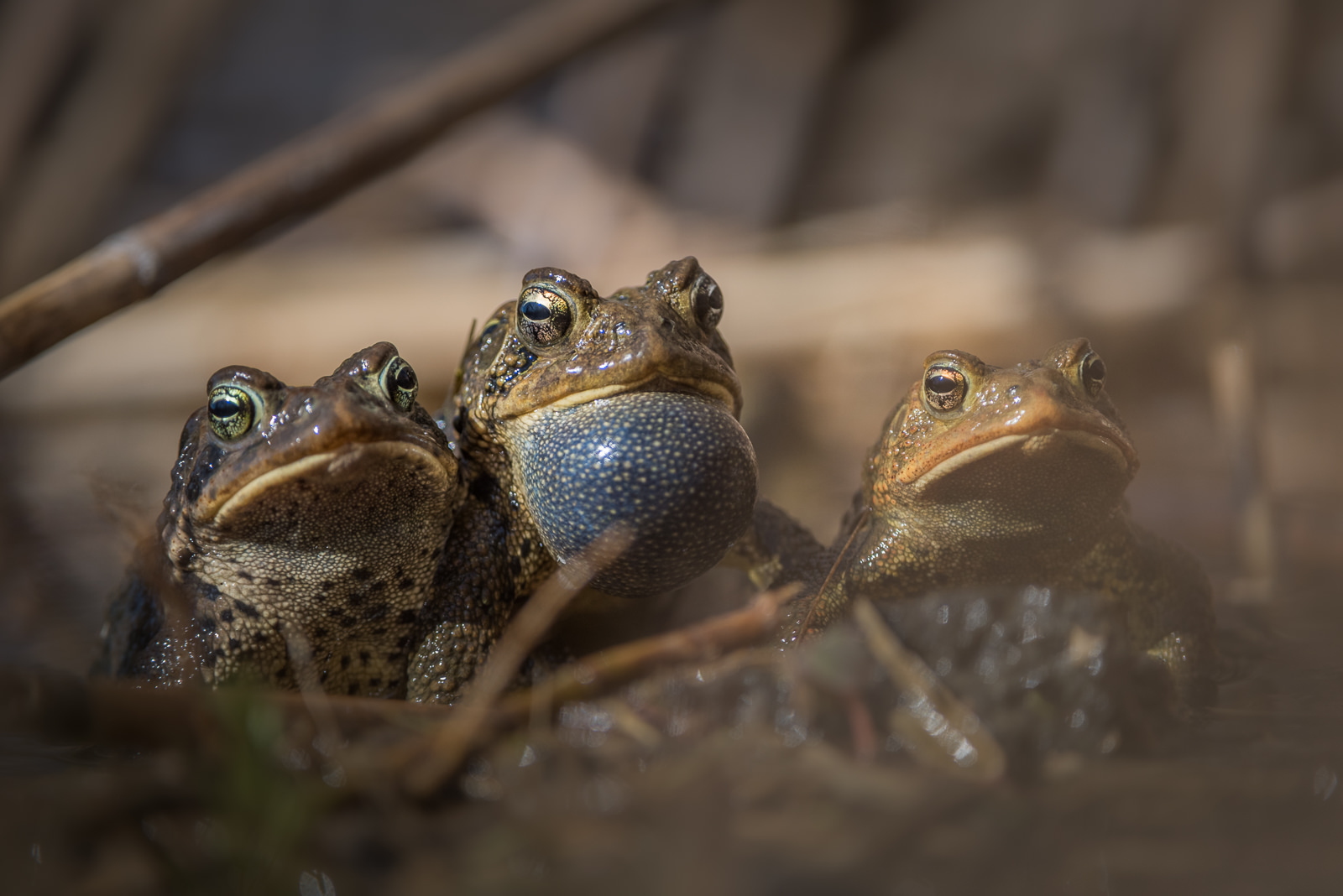 American Toads, Toronto, Canada