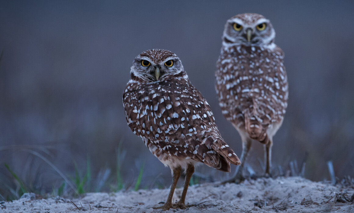 Burrowing Owls, Florida