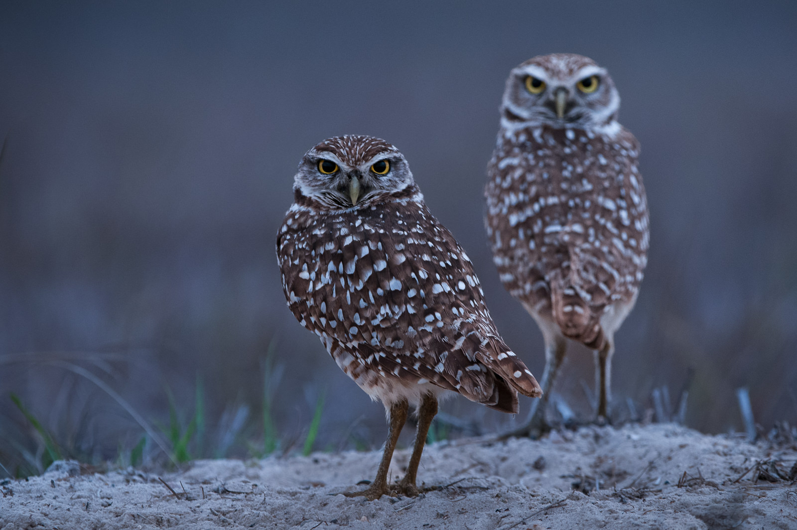 Burrowing Owls, Florida