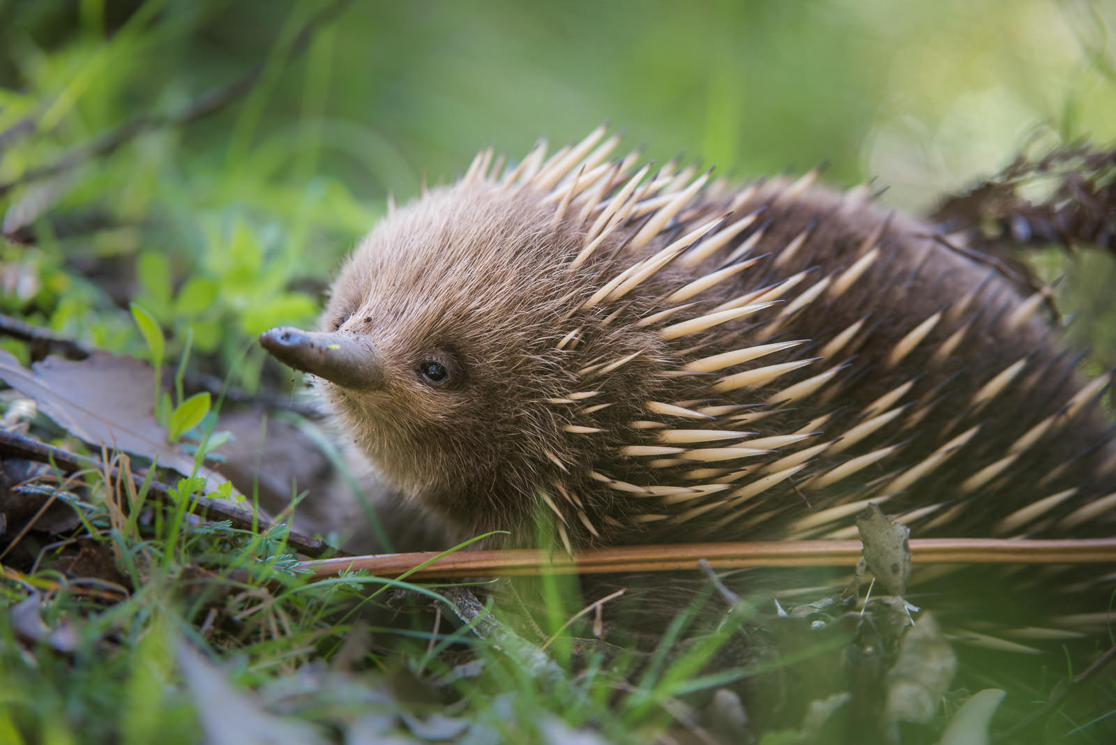 Echidna, Tasmania, Australia