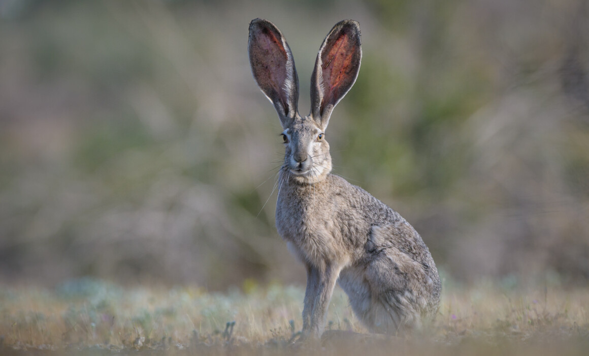 Jackrabbit, California