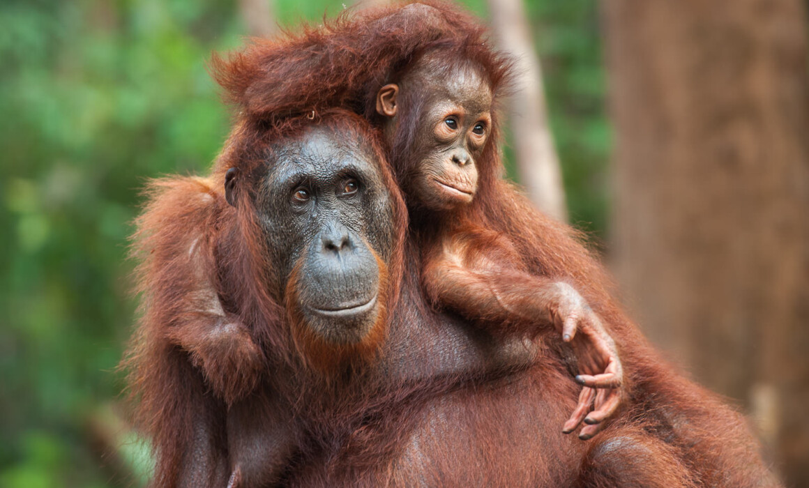 Orangutans, Borneo