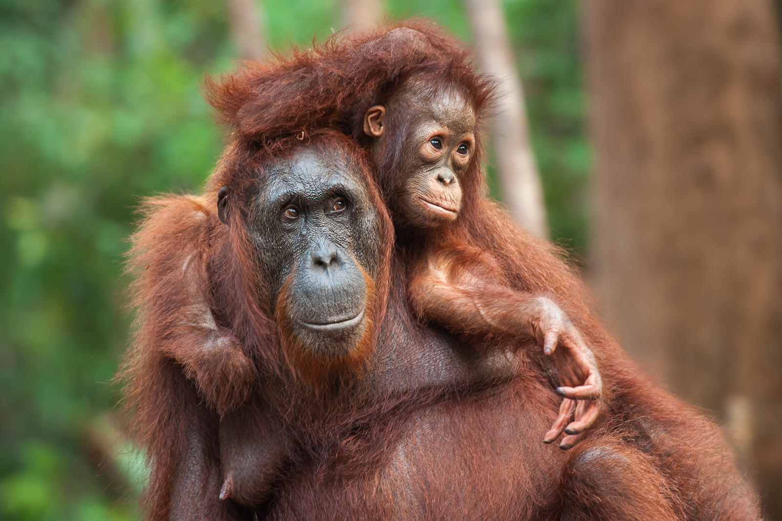 Orangutans, Borneo