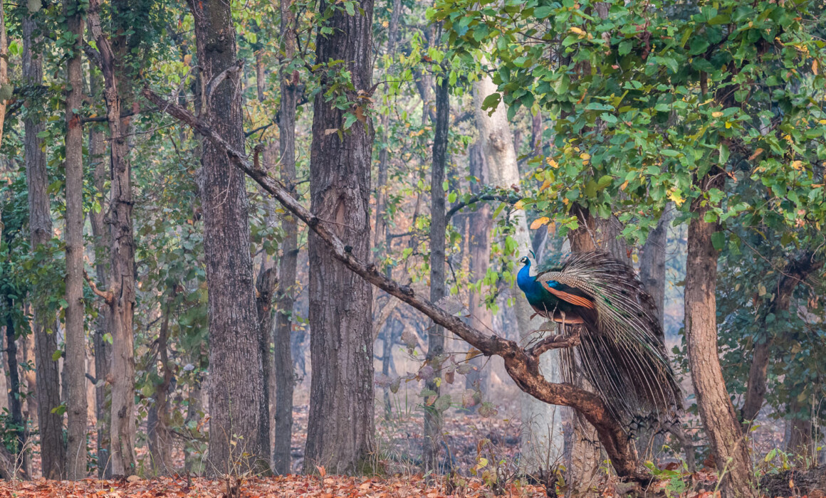 Blue Peacock, India