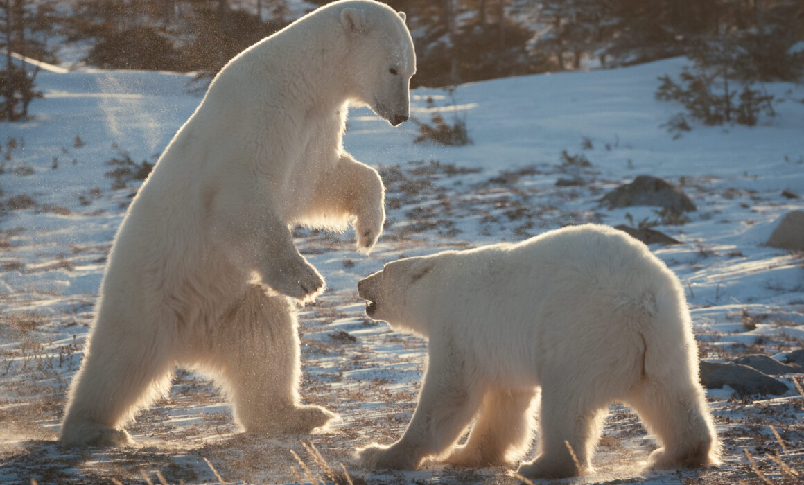 Polar Bears, Canada