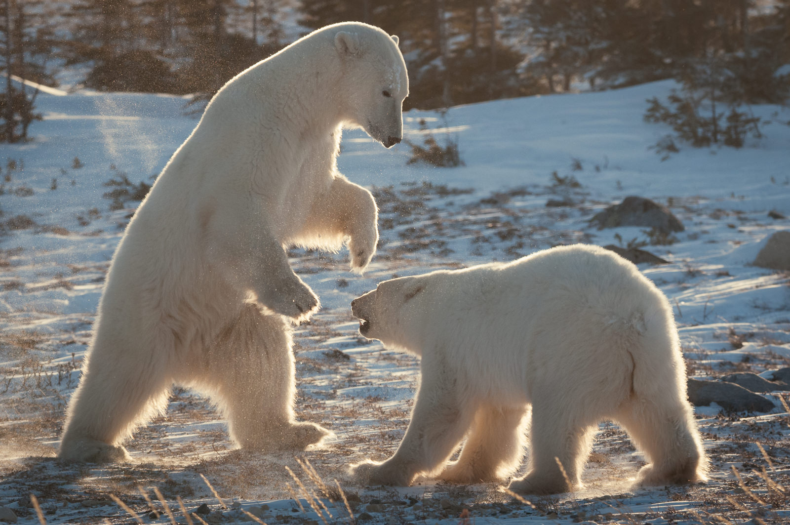 Polar Bears, Canada