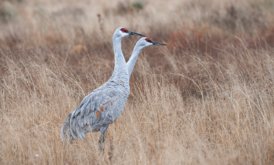 Sandhill Cranes, New Mexico