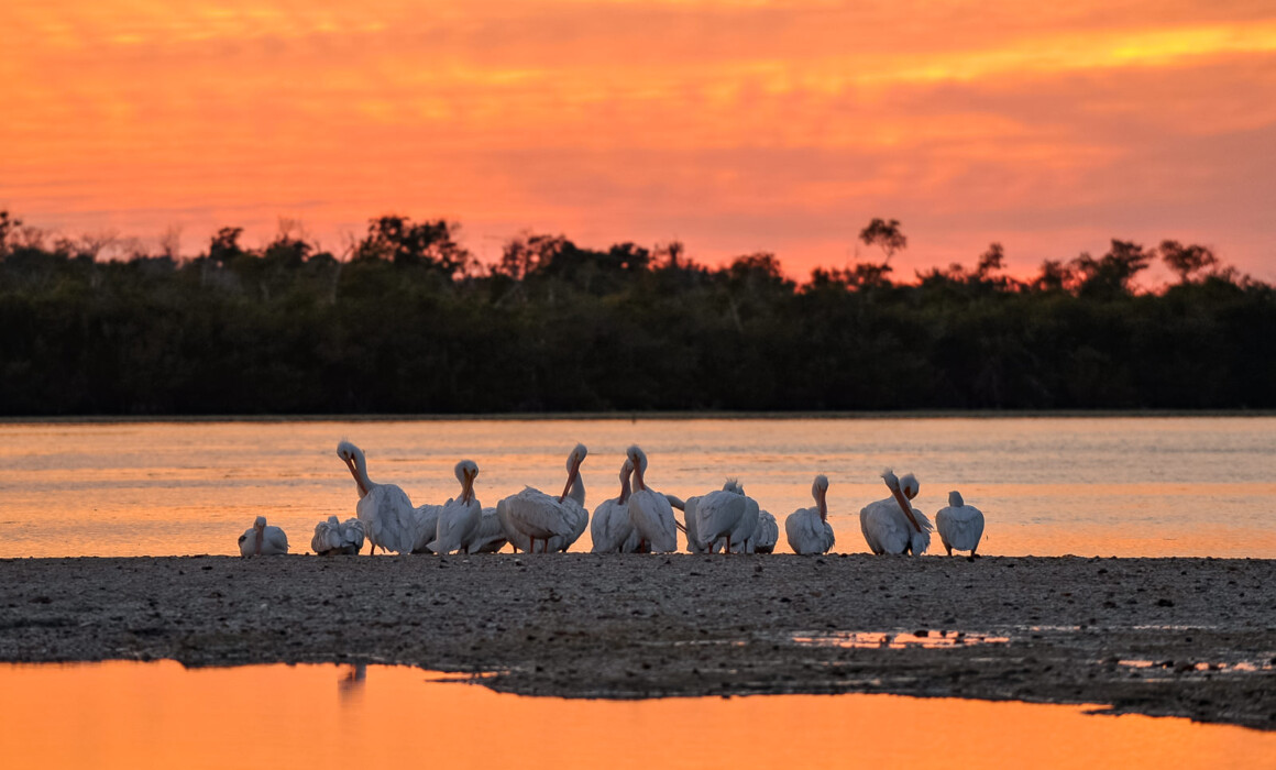 White Pelicans, Florida