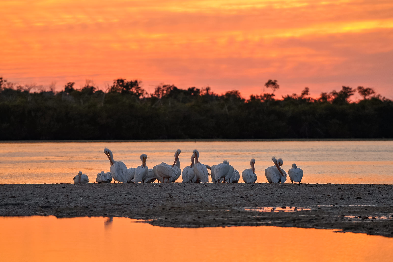 White Pelicans, Florida