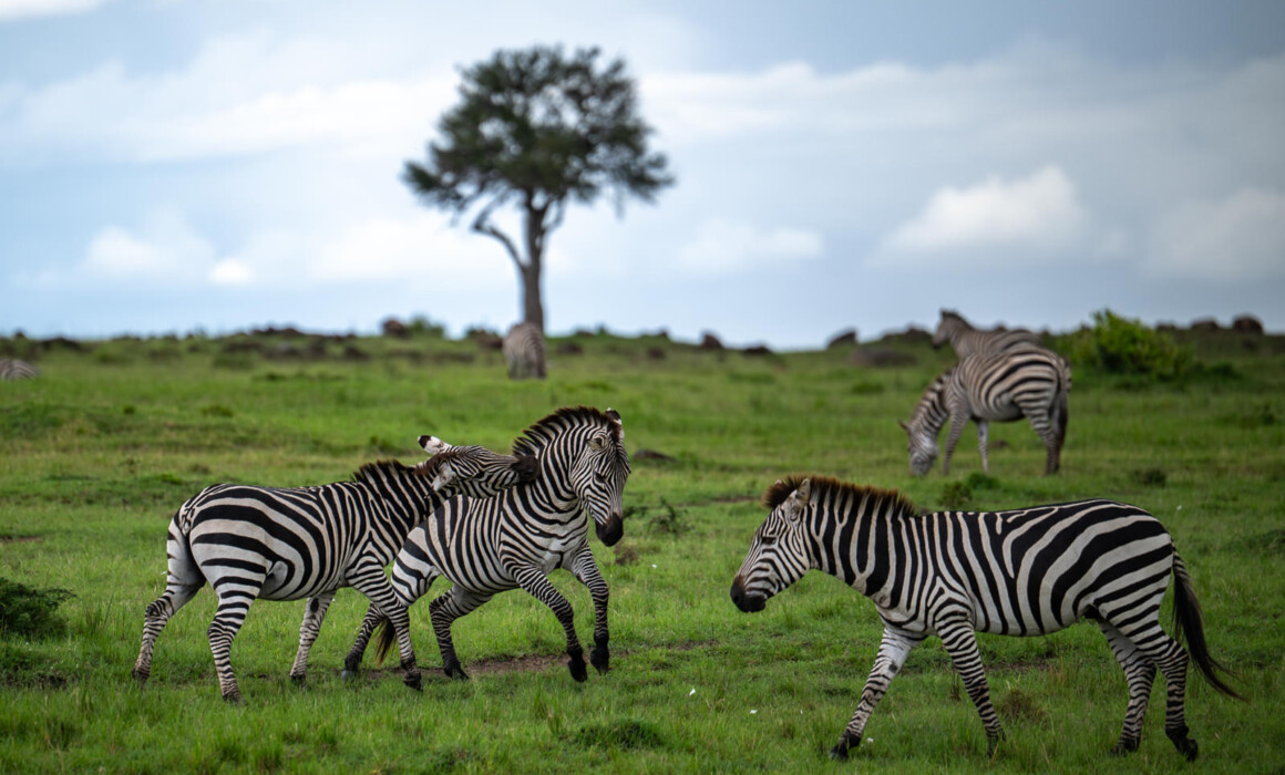 Zebras, Kenya