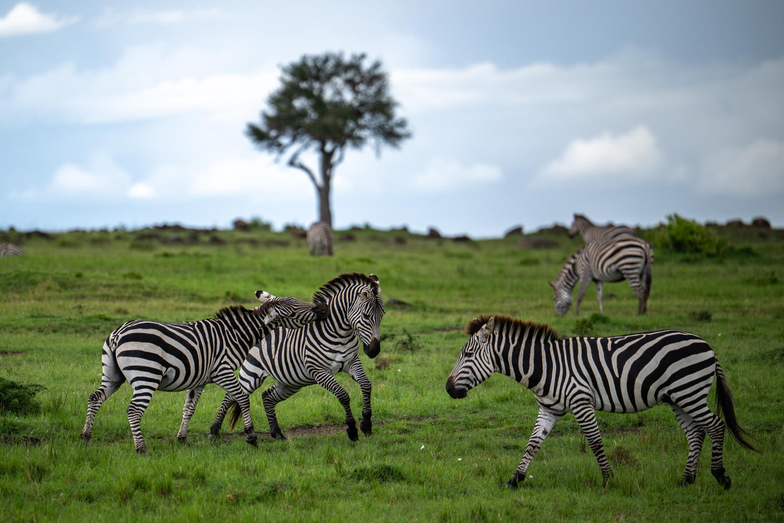 Zebras, Kenya