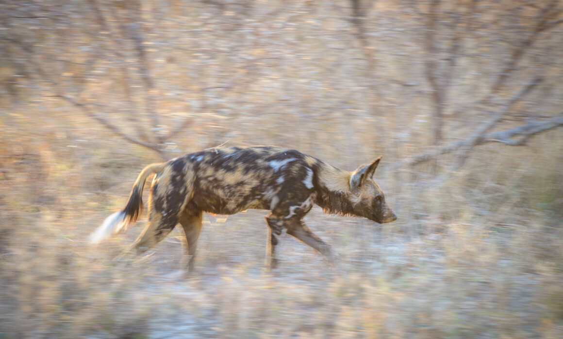 African Wild Dog, Botswana