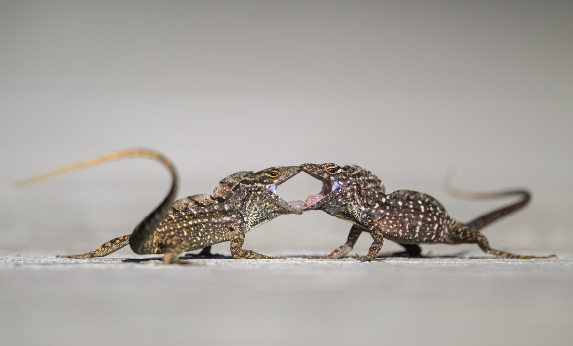 Brown Anole Lizards, Florida