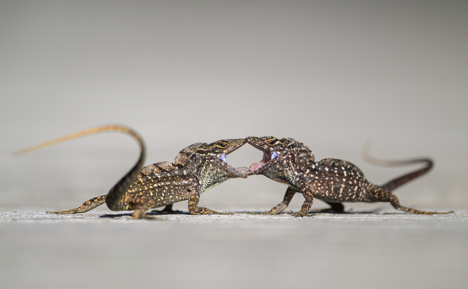 Brown Anole Lizards, Florida