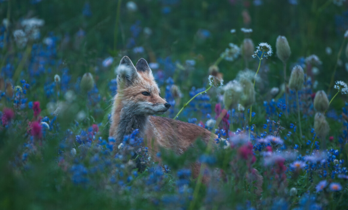 Red Fox, Mount Rainier, Washington